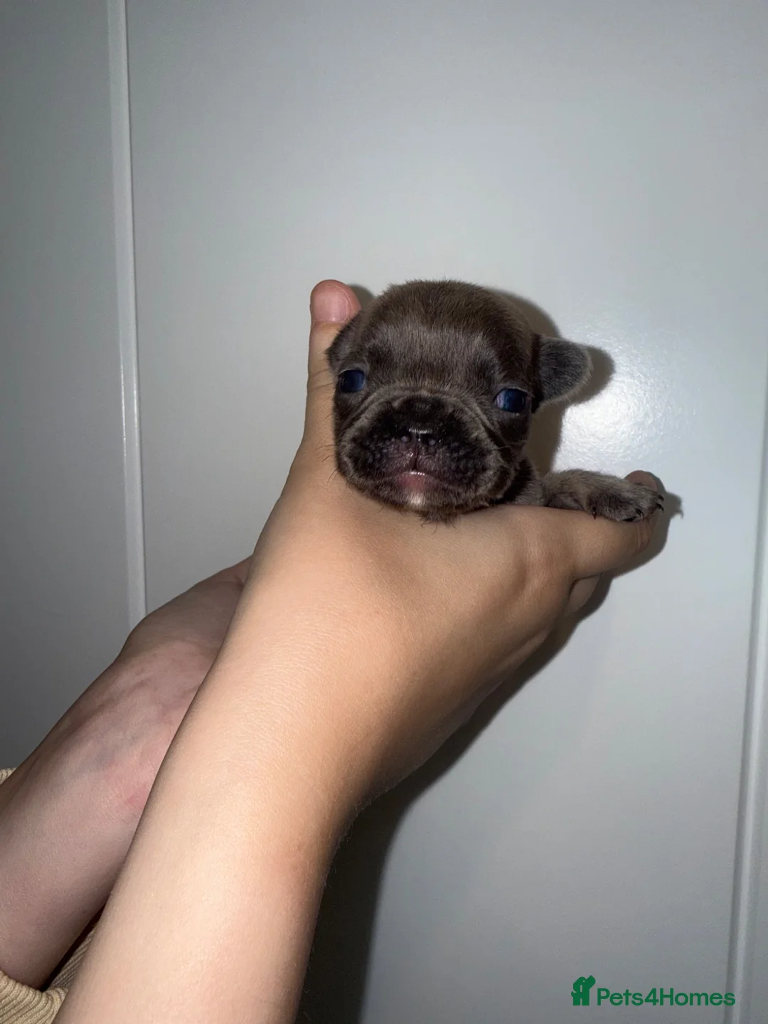 French Bulldog dogs for sale: STUNNING FRENCHIES ✨ - Advert 2