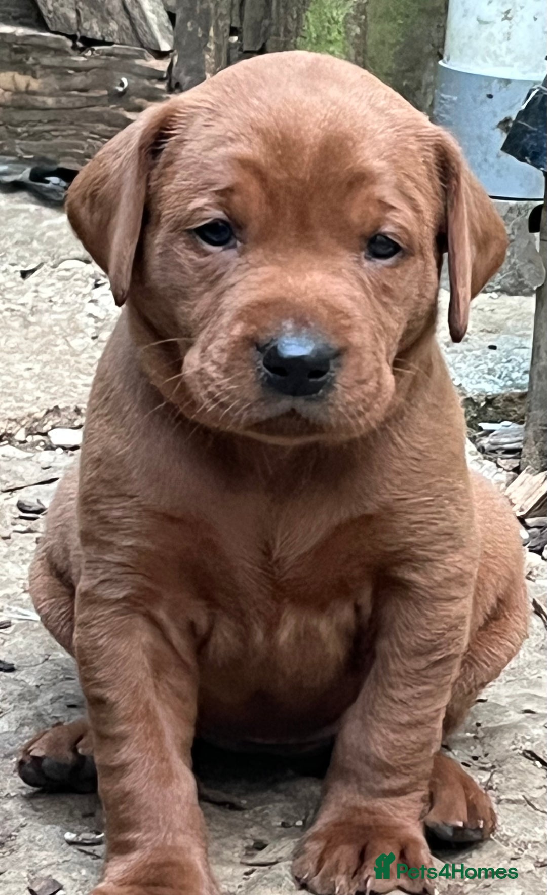 Labrador Retriever dogs for sale: Fox red labrador puppies - Image 16
