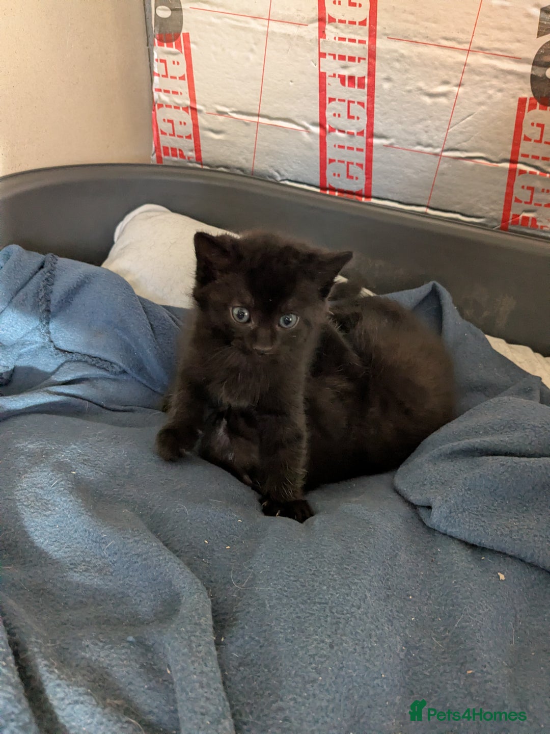 Mixed Breed cats for sale: Kitten ready for a home.  - Advert 4