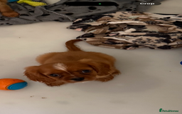 Cavalier King Charles Spaniel dogs for sale: DNA clear cavalier puppies ready now  - Image 12