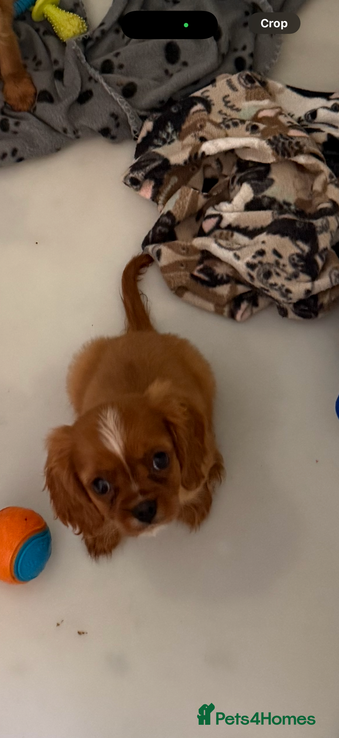 Cavalier King Charles Spaniel dogs for sale: DNA clear cavalier puppies ready now  - Image 12