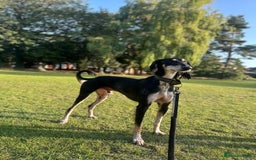 Saluki dogs for stud: Pure saluki for stud - Image 3
