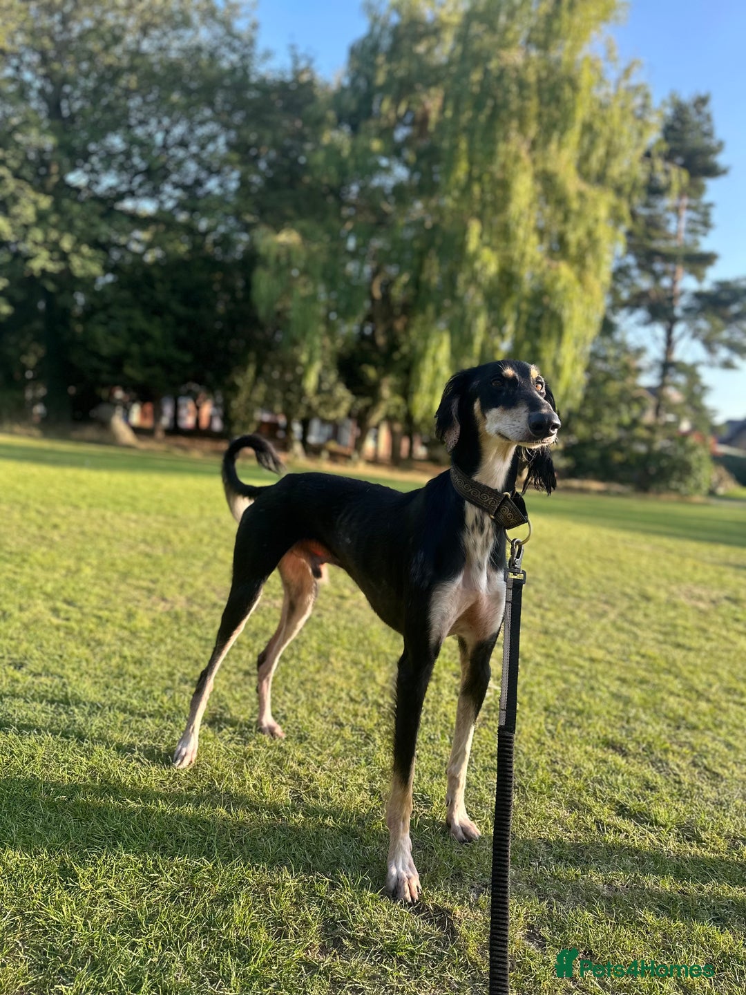 Saluki dogs for stud: Pure saluki for stud - Image 3