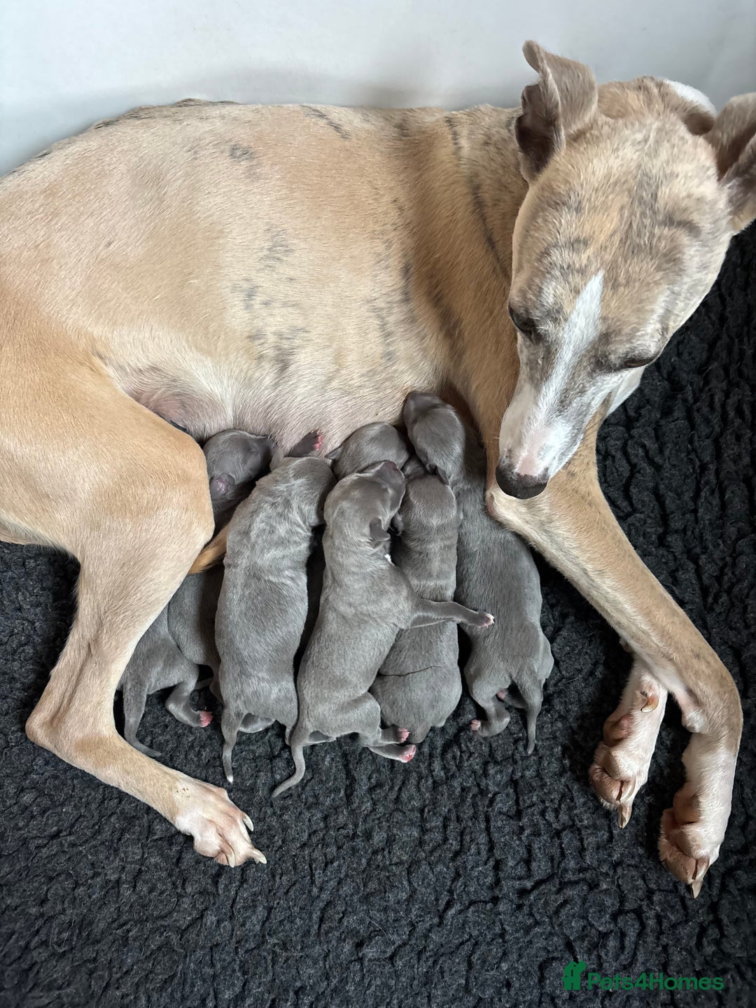 Whippet dogs for sale: Stunning KC registered whippet puppy’s  - Advert 14