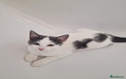 Mixed Breed cats for sale: 1 male kitty - Image 2