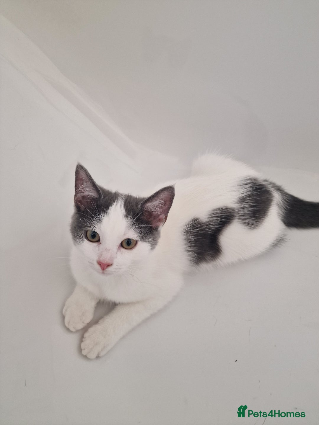 Mixed Breed cats for sale: 1 male kitty - Image 2