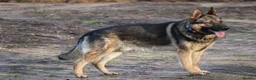 German Shepherd dogs for sale: Big bone gsd male  - Advert 3