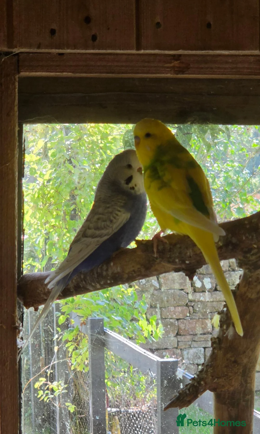 Budgerigars birds for sale: Pair of budgies - Advert 6