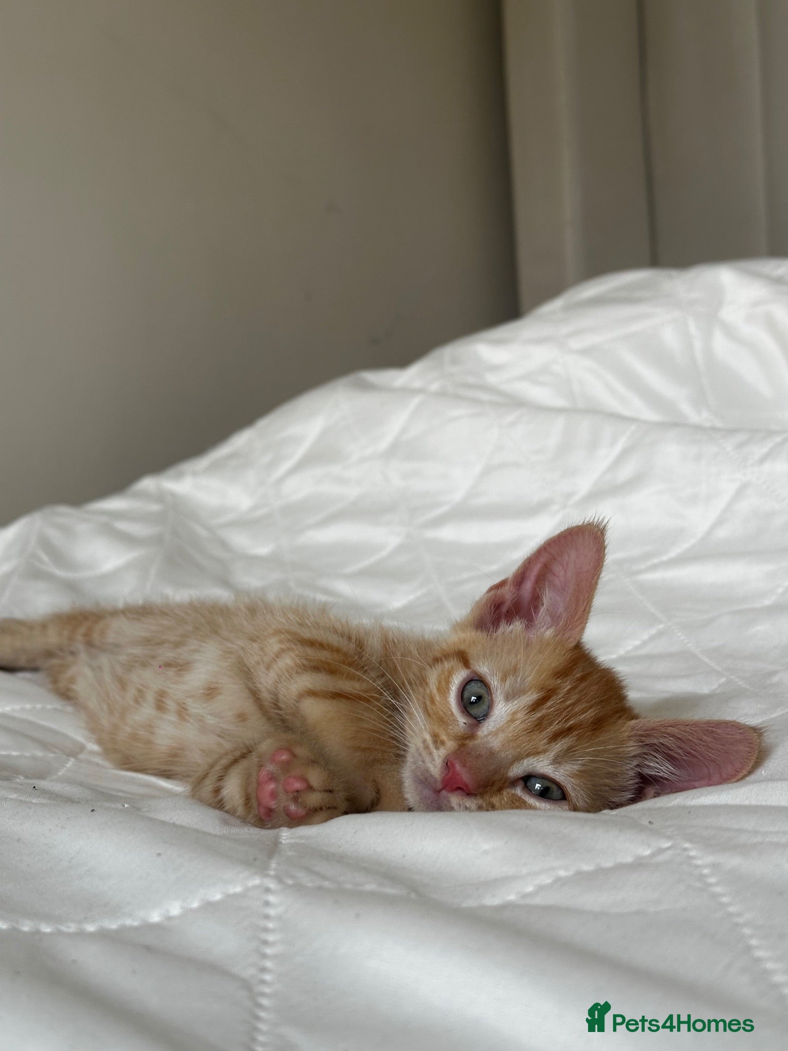 Mixed Breed cats Kittens - Advert 9