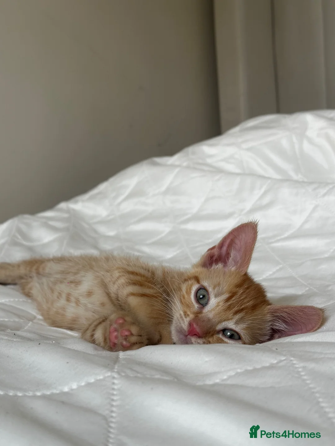 Mixed Breed cats for sale: Kittens - Advert 1