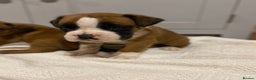 Boxer dogs for sale: 🌟 Beautiful Boxer Puppies for Sale 🌟 - Advert 6