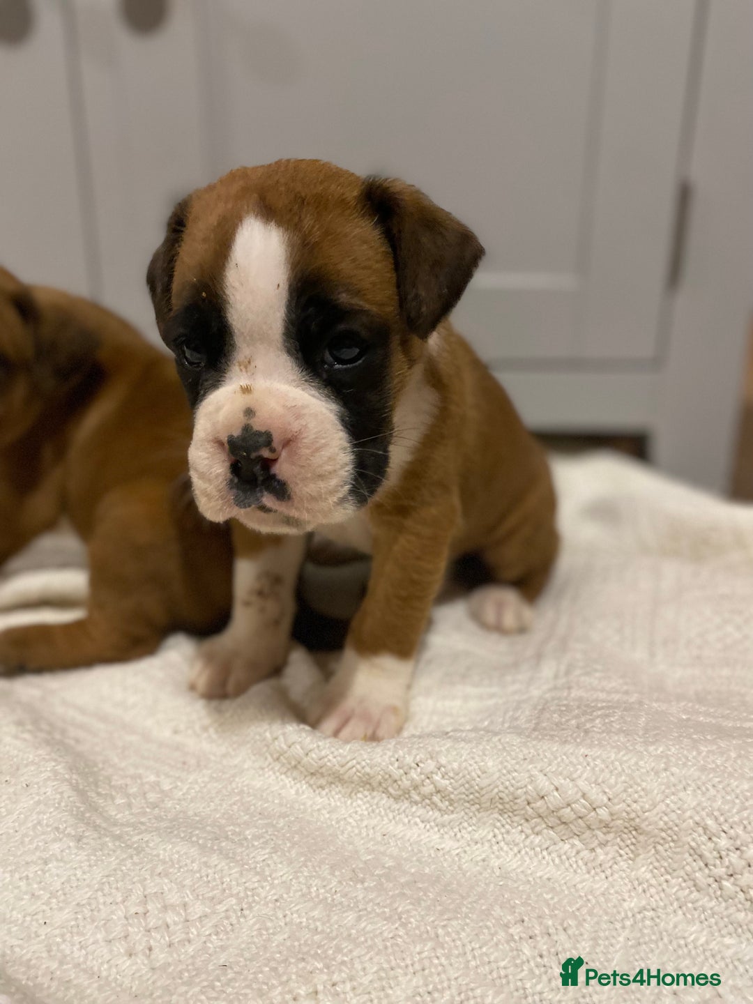 Boxer dogs for sale: 🌟 Beautiful Boxer Puppies for Sale 🌟 - Advert 6