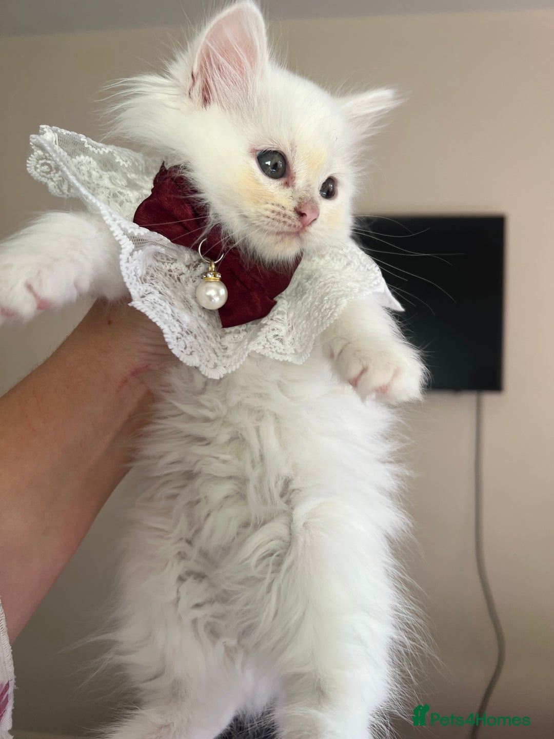 Turkish Angora cats for sale: Ragdoll/ Turkish Angora kittens last BOY/GIRL - Image 8