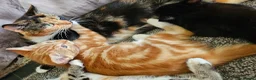 Mixed Breed cats for sale: Mixed Breed Kittens/Price Individual - Advert 3