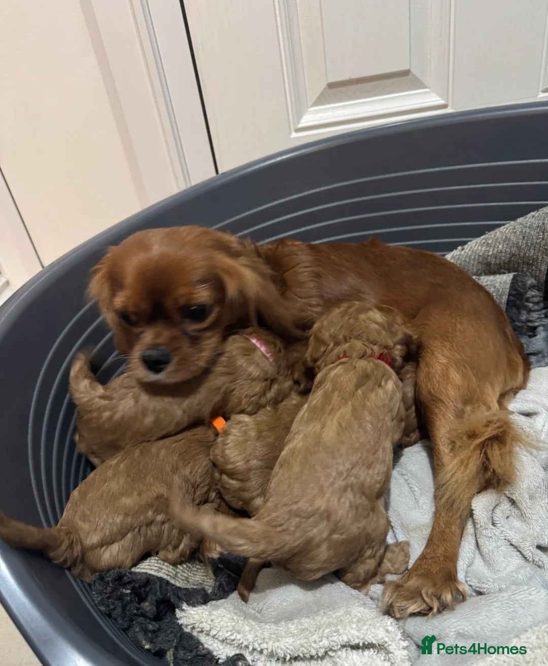 Cavalier King Charles Spaniel dogs Outstanding Cavalier King Charles Spaniel Puppies  in London - Advert 1