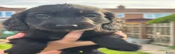Cocker Spaniel dogs for sale: Beautiful Cocker spaniel pups  - Advert 22