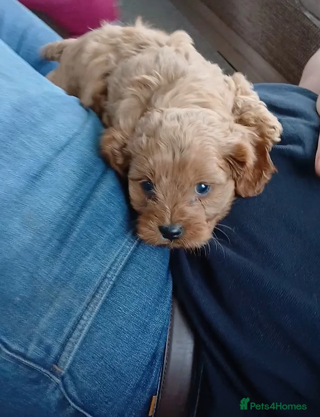 Cavapoo dogs for sale: Cavapoo Puppy Boy - Advert 7