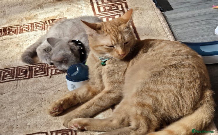 British Shorthair cats - Advert 2