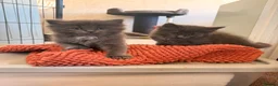 Ragcoon cats for sale: STUNNING BLUE RAGCOON FLUFFY KITTENS  - Advert 5