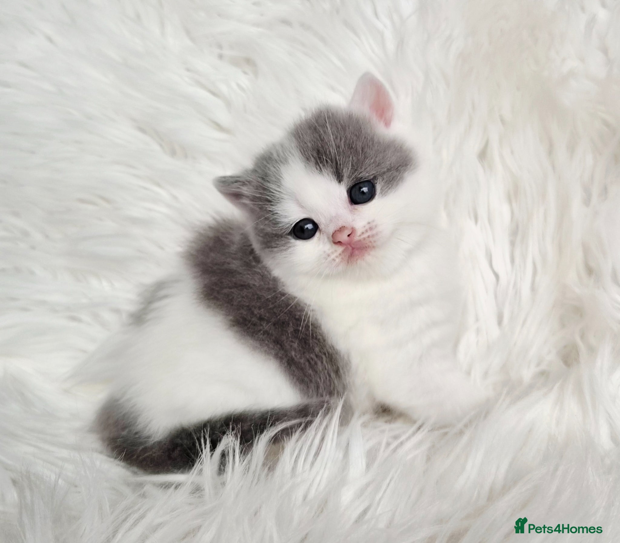 British Shorthair cats Stunning British shorthair kittens  - Advert 1