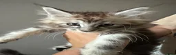 Maine Coon cats for sale: TICA Maine Coon Smoke/Silver kittens  - Advert 6