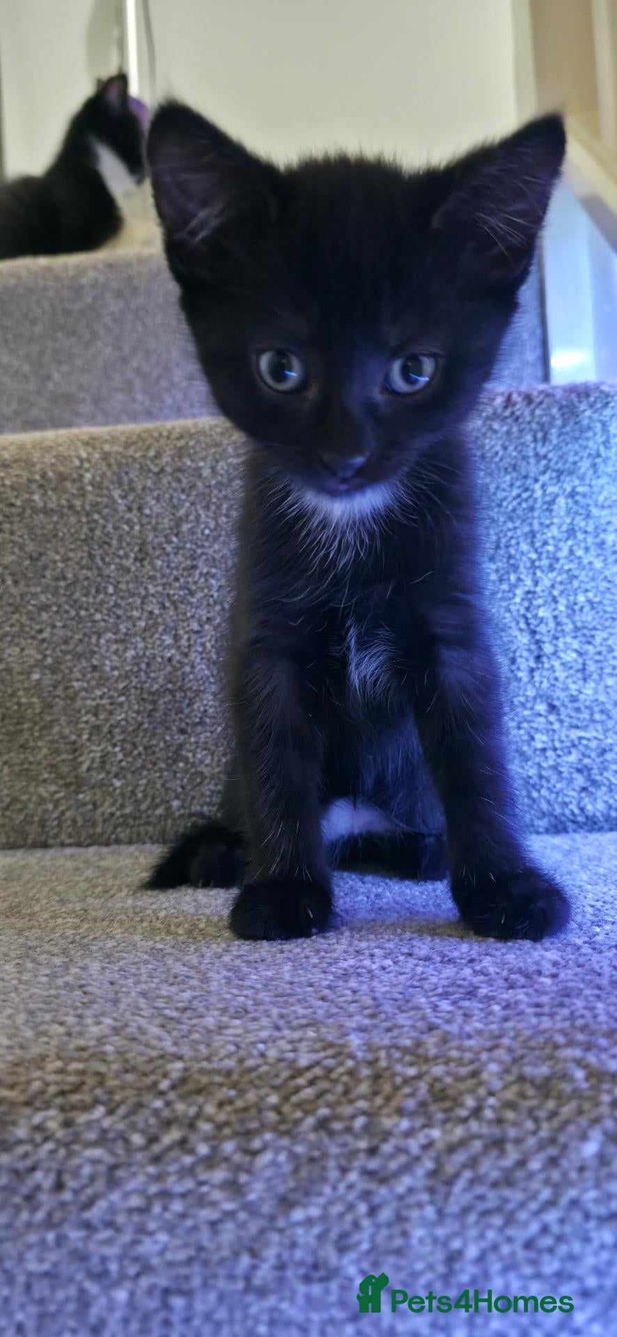 British Shorthair cats male kitten shorthair black and white - Advert 18
