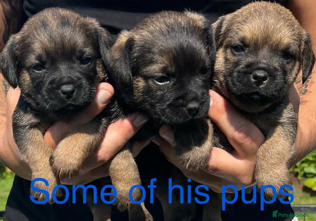 Border Terrier dogs for stud: Border for Stud  in Gravesend - Image 4