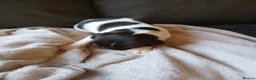 English Springer Spaniel dogs for sale: Springer spaniel - Advert 5