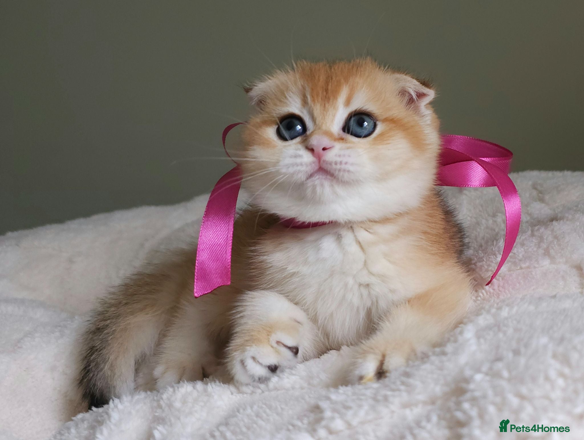 Scottish Fold cats ⭐️ Top Quality Scottish Fold Kittens ⭐️ - Advert 1