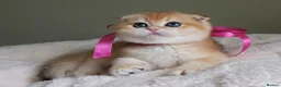 Scottish Fold cats for sale: ⭐️ Top Quality Scottish Fold Kittens ⭐️ - Advert 1