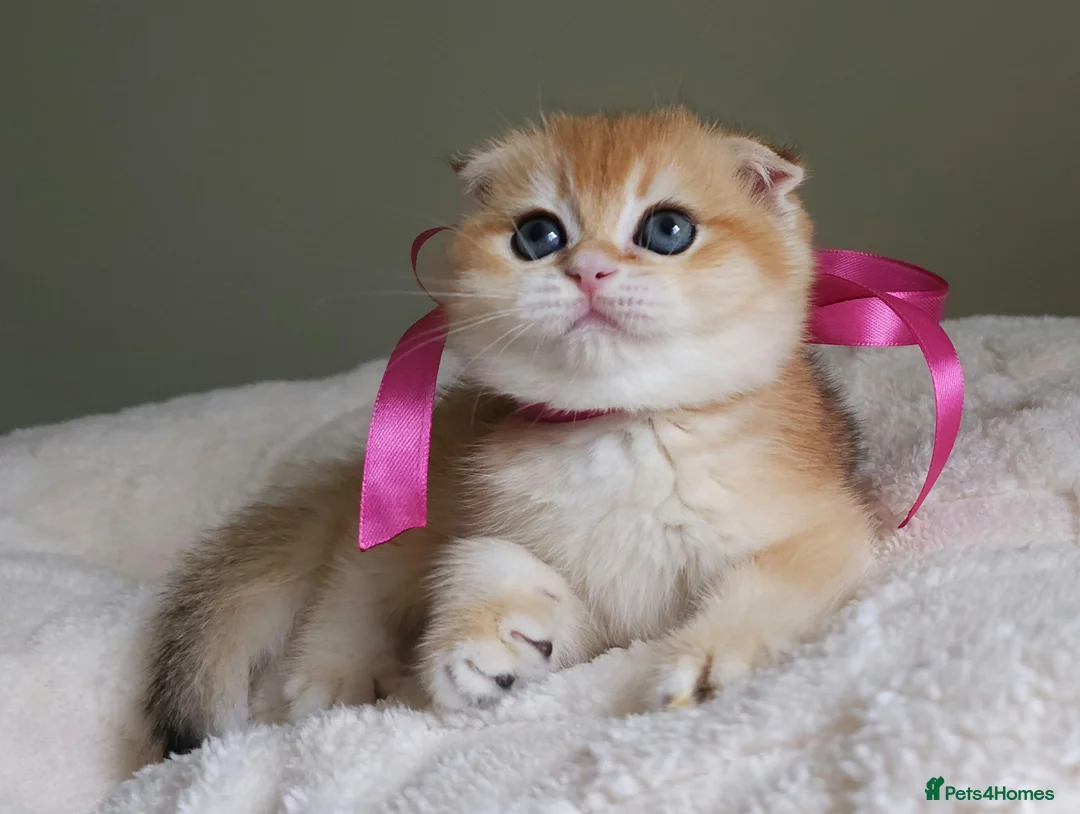 Scottish Fold cats for sale: ⭐️ Top Quality Scottish Fold Kittens ⭐️ - Advert 1