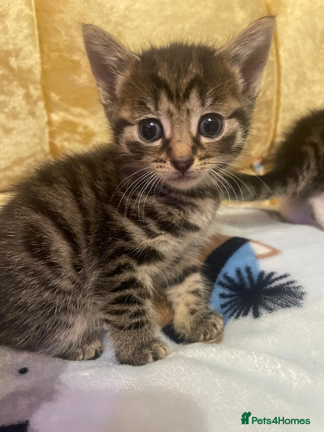 Mixed Breed cats for sale: Kittens for you now in Reading - Advert 12