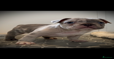 French Bulldog dogs - Advert 4