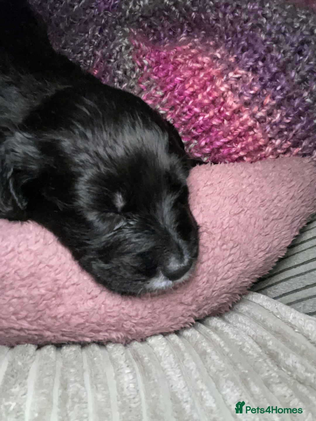 Mixed Breed dogs for sale: Sprollie Puppies  - Image 13