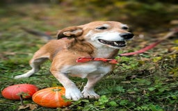 Mixed Breed dogs for adoption: 💖🐶 EVA 🐶💖 - Image 12