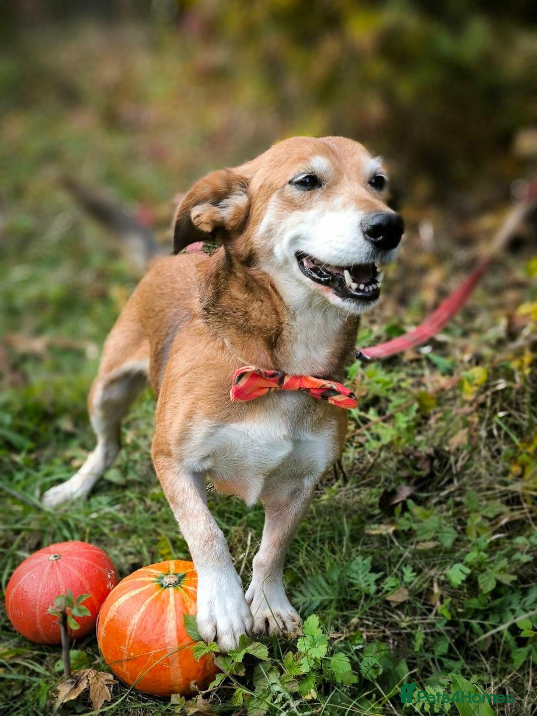 Mixed Breed dogs for adoption: 💖🐶 EVA 🐶💖 - Image 12