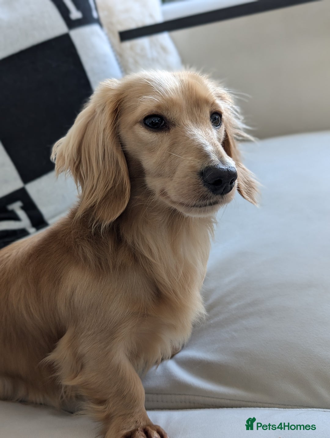 Miniature Dachshund dogs for sale: Leonard English cream longhaired  - Advert 6