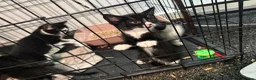Mixed Breed cats for sale: Kittens need a new home in Wolverhampton - Advert 13