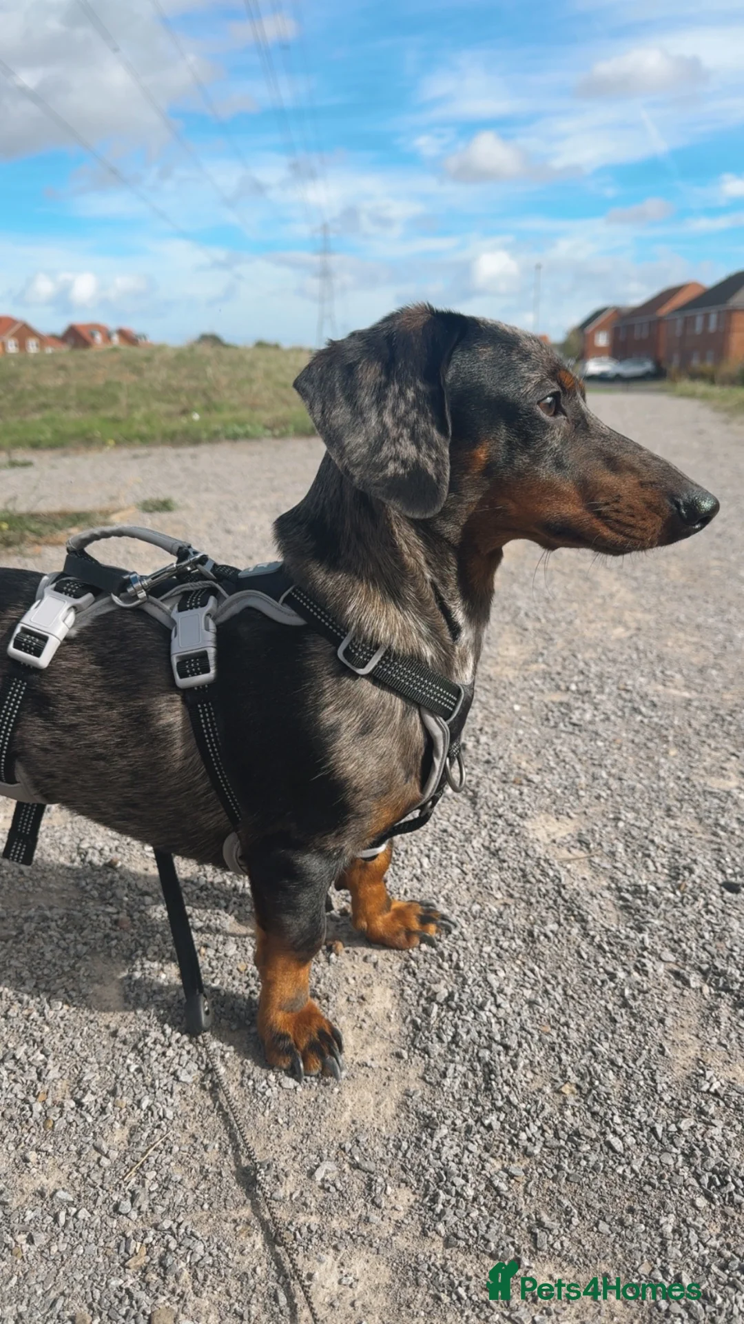 Dachshund dogs for sale: Male Dapple Dachshund in Stockton-on-Tees - Advert 1