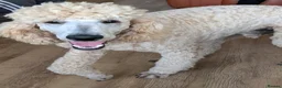 Standard Poodle dogs for stud: FOR STUD ONLY - Watson - Advert 1