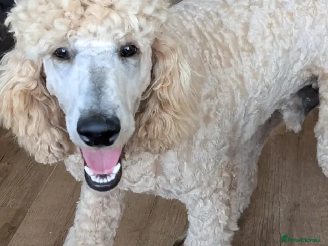 Standard Poodle dogs for stud: FOR STUD ONLY - Watson - Advert 1