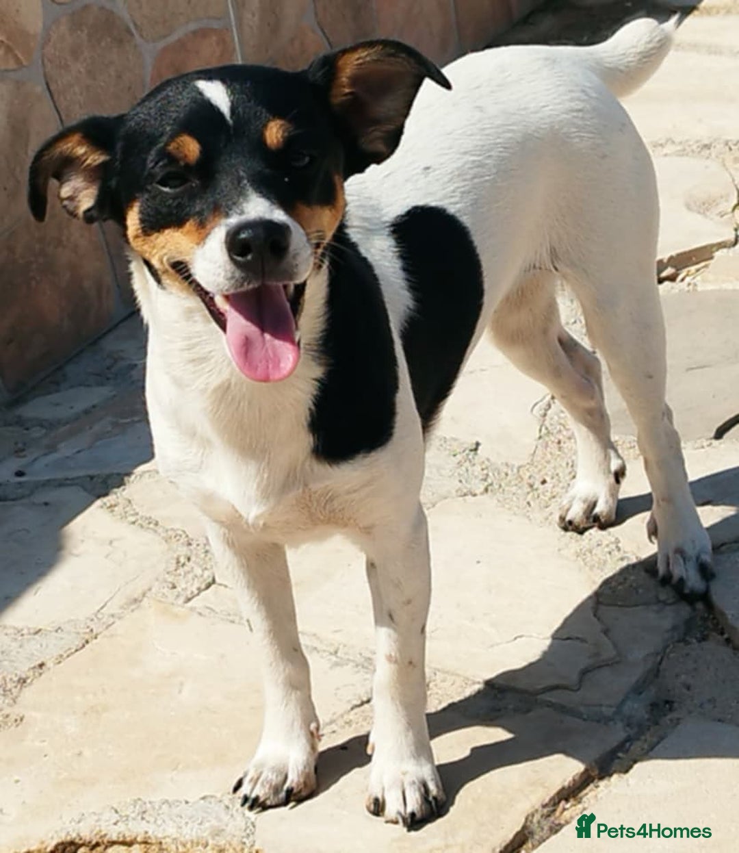 Jack Russell dogs for adoption: Viivi,a lively little soul needs forever home - Image 2
