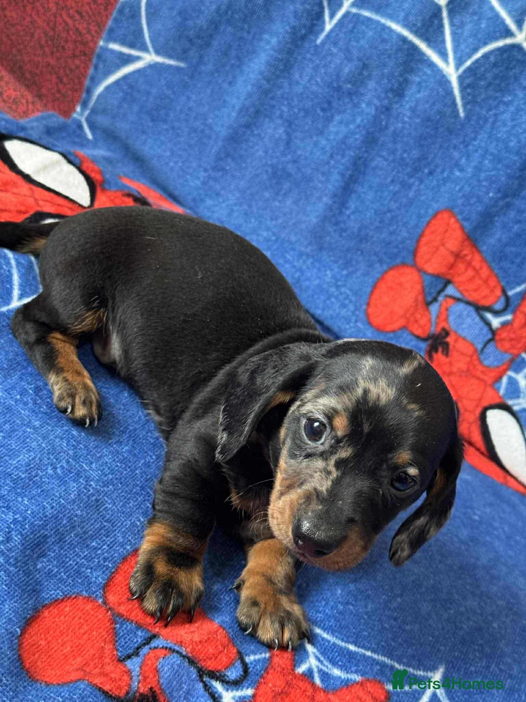 Miniature Dachshund dogs for sale: Puppies 🐶  - Advert 32
