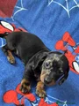 Miniature Dachshund Puppy 2