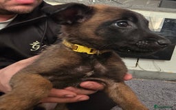 Belgian Shepherd Dog dogs for sale: Belgium malinois pups  - Advert 3