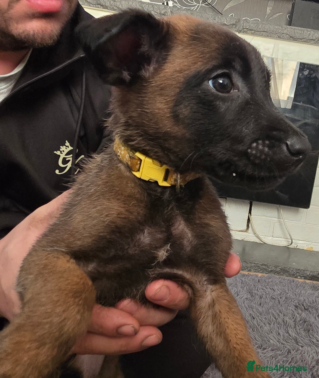 Belgian Shepherd Dog dogs for sale: Belgium malinois pups  - Advert 3