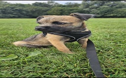 Border Terrier dogs for sale: Border terrier  - Image 2