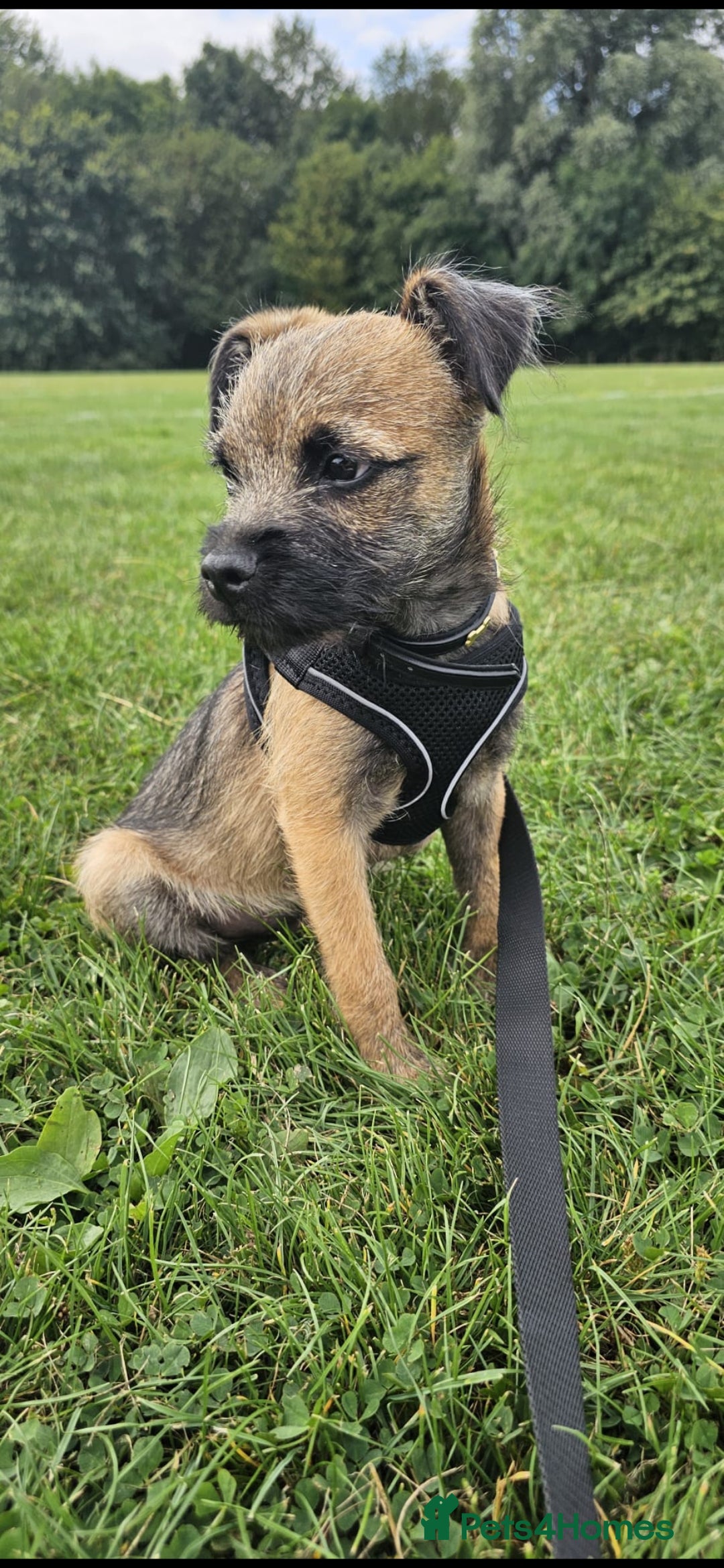 Border Terrier dogs for sale: Border terrier  - Image 2
