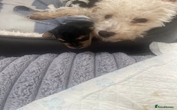 Mixed Breed dogs for sale: Adorable jackacavapoo puppies only 2 left  - Image 7