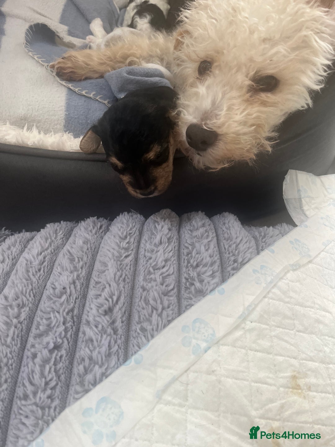 Mixed Breed dogs for sale: Adorable jackacavapoo puppies only 2 left  - Image 7